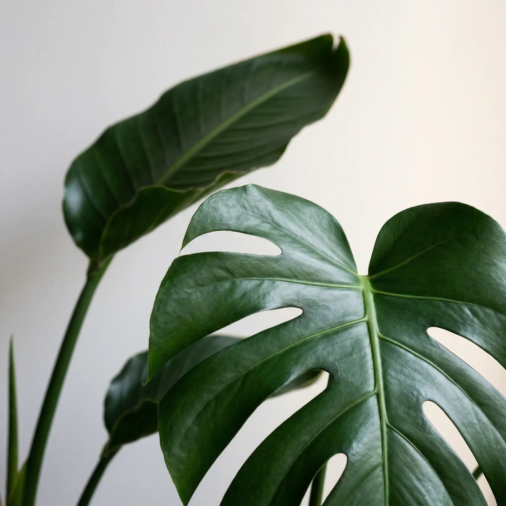 Blätter von Monstera Deliciosa und Strelitzia Nicolai in Nahaufnahme