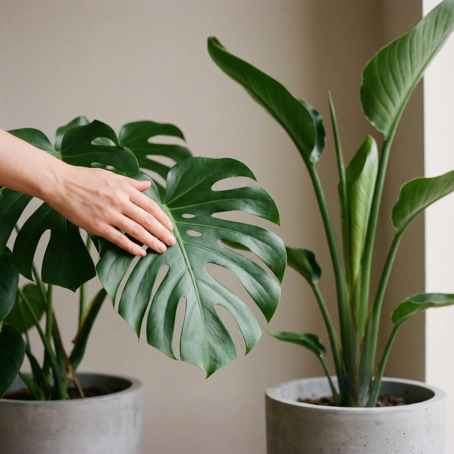Hand berührt ein Blatt der Monstera Deliciosa neben der Strelitzia Nicolai