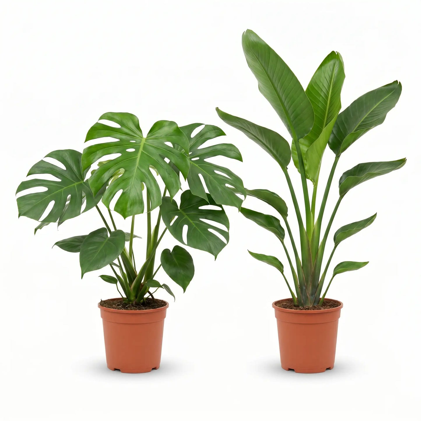 Monstera Deliciosa und Strelitzia Nicolai im Anzuchttopf – Lieferzustand des Pflanzen-Sets