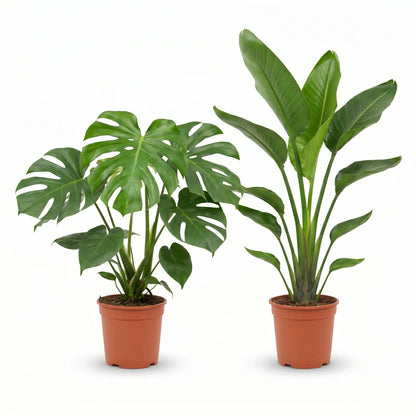 Monstera Deliciosa und Strelitzia Nicolai im Anzuchttopf – Lieferzustand des Pflanzen-Sets
