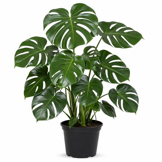 Monstera Deliciosa Ø21cm im schwarzen Anzuchttopf, Lieferzustand