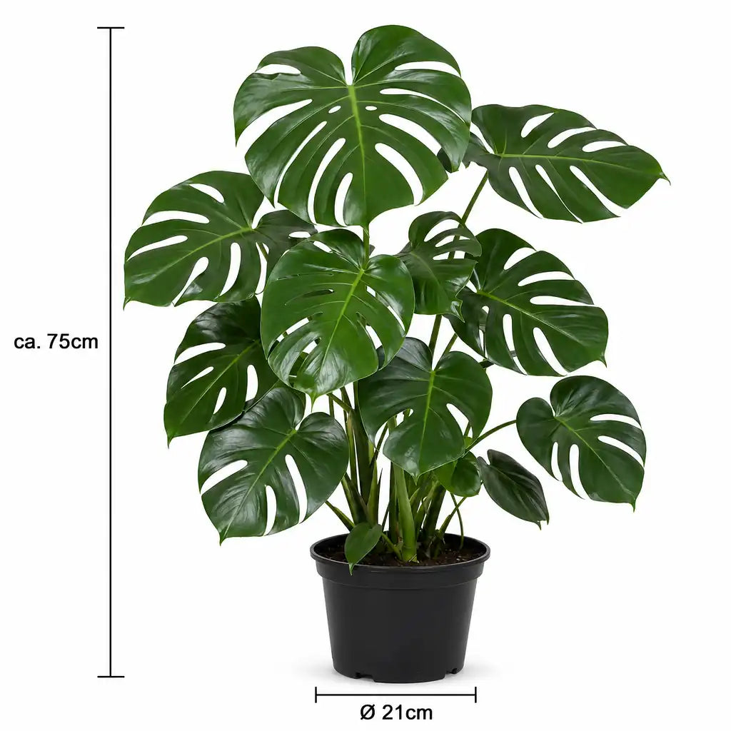 Monstera Deliciosa Größenangabe: ca. 75 cm Höhe, Topf Ø 21 cm