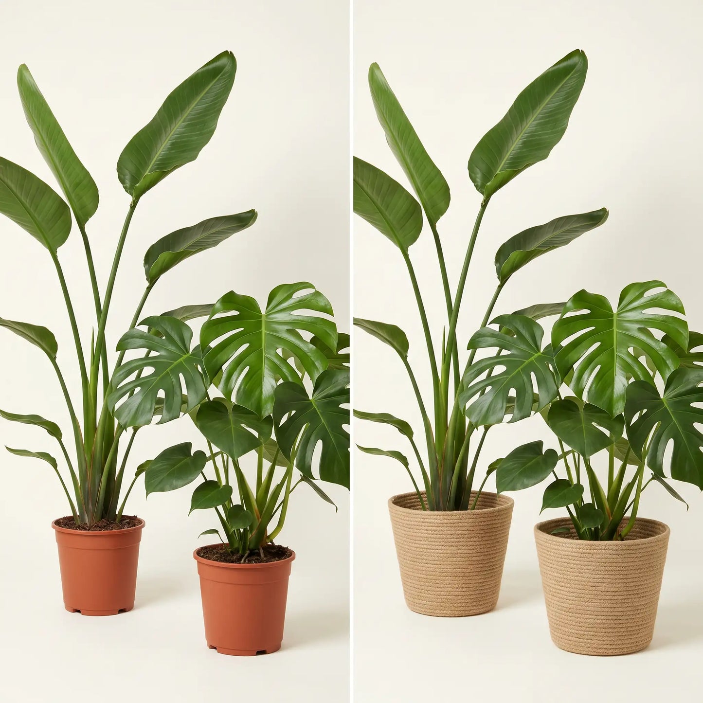 Monstera- und Strelitzia-Set im Anzuchttopf und im Korb Selin im Vergleich