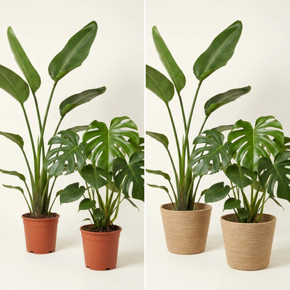 Monstera- und Strelitzia-Set im Anzuchttopf und im Korb Selin im Vergleich