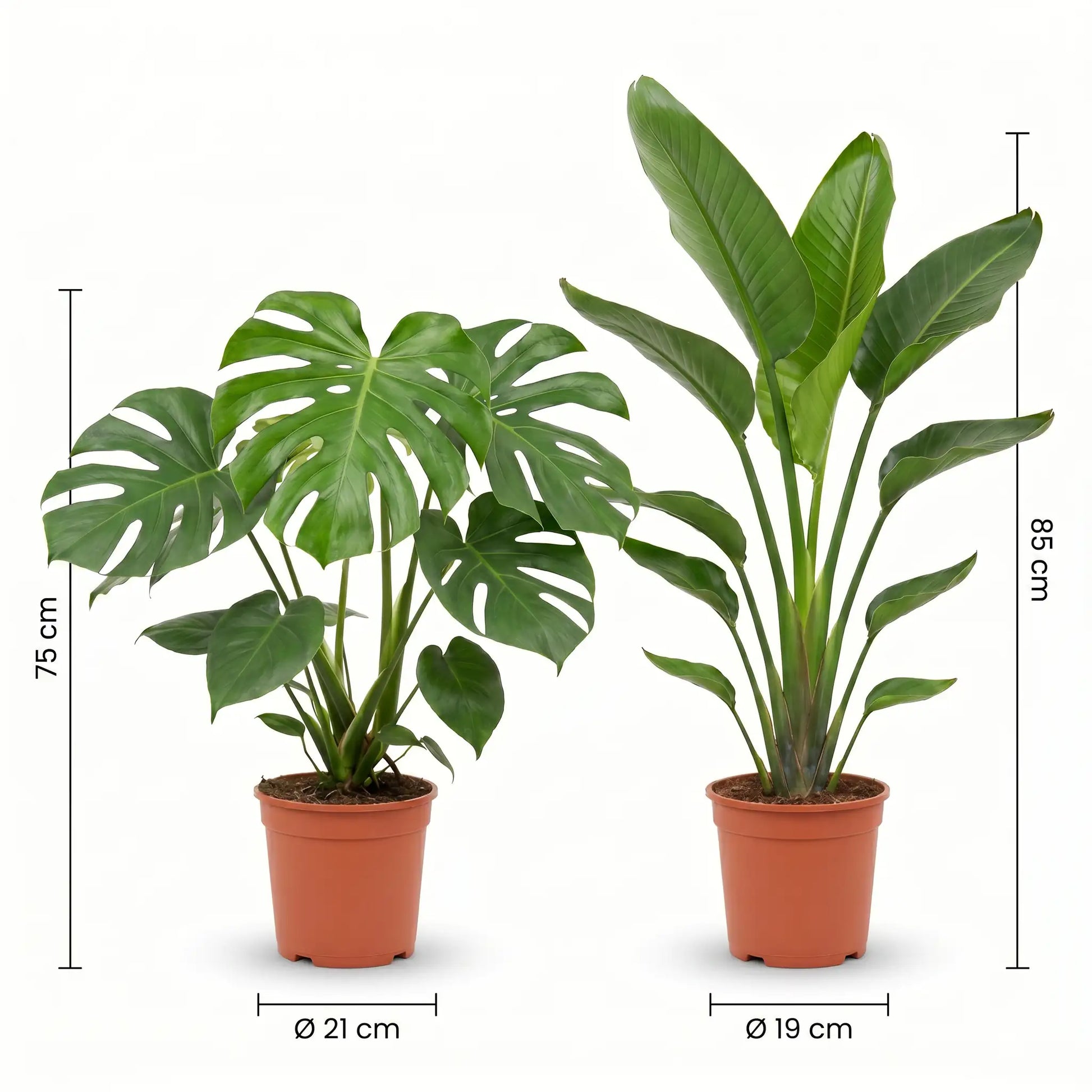 Größen des Sets: Monstera Deliciosa 75 cm, Strelitzia Nicolai 85 cm, Topf-Durchmesser 19 bis 21 cm