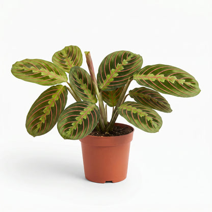 Maranta Leuconeura Fascinator im Ø-12-cm-Anzuchttopf, Lieferzustand