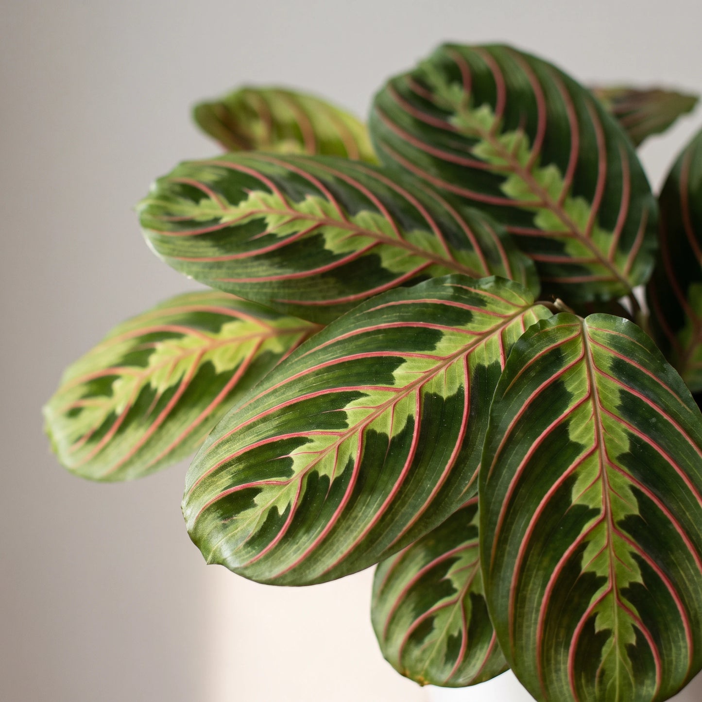 Nahaufnahme der rot geäderten Blätter der Maranta Leuconeura Fascinator
