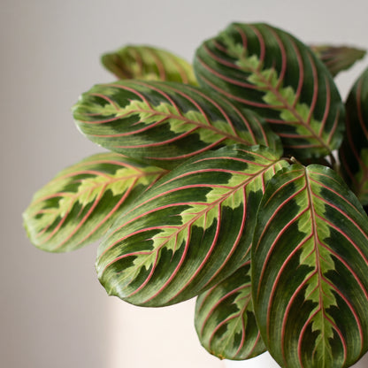 Nahaufnahme der rot geäderten Blätter der Maranta Leuconeura Fascinator