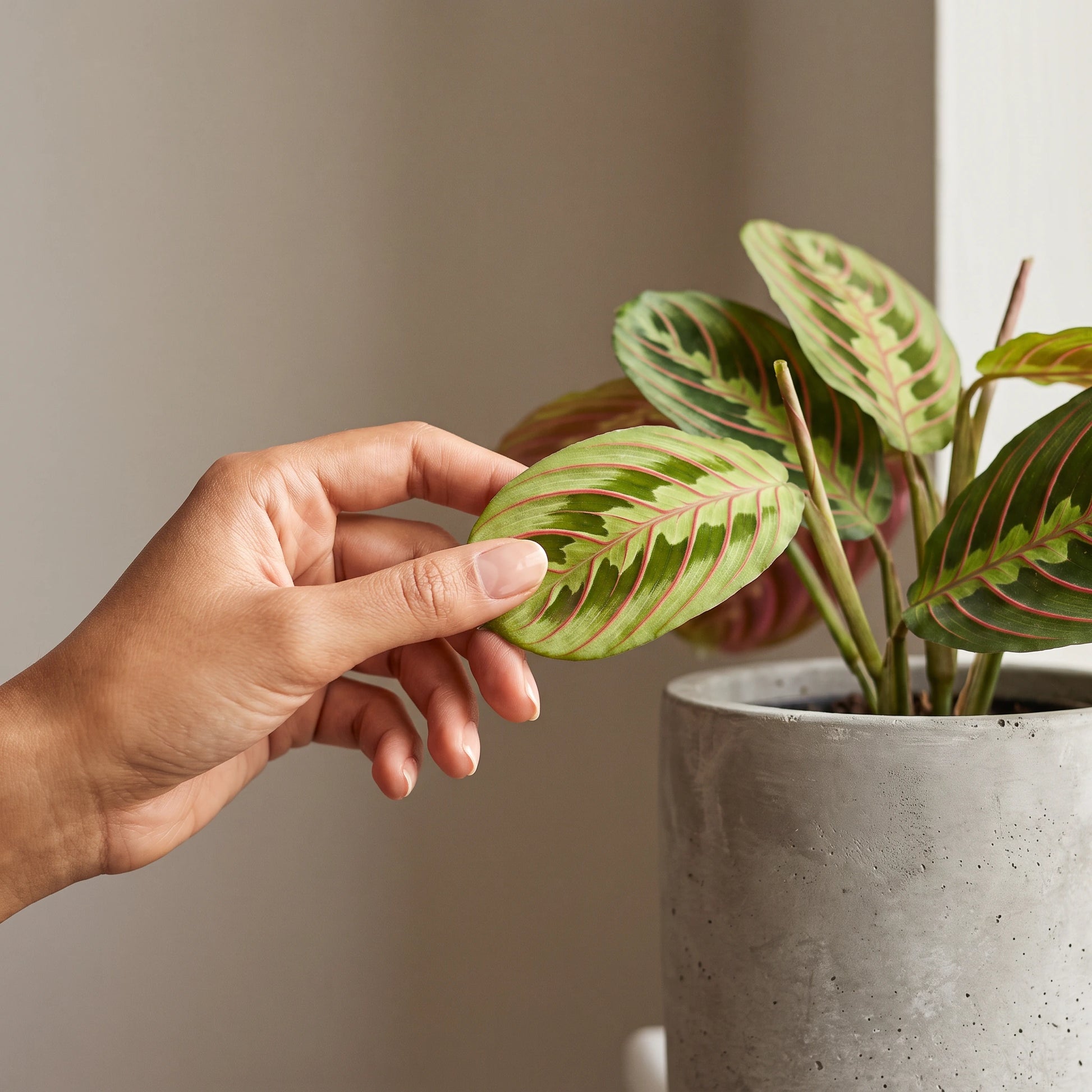 Hand berührt ein gemustertes Blatt der Maranta Leuconeura Fascinator