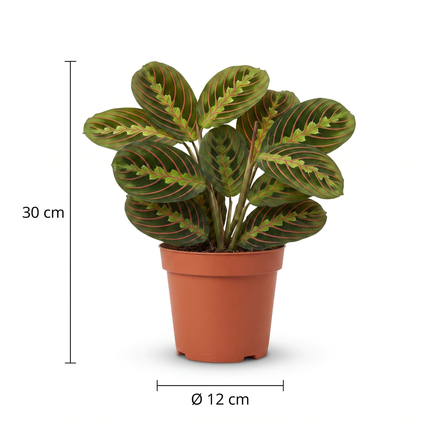 Größenangabe Maranta Leuconeura Fascinator: Höhe 30 cm, Topf Ø 12 cm