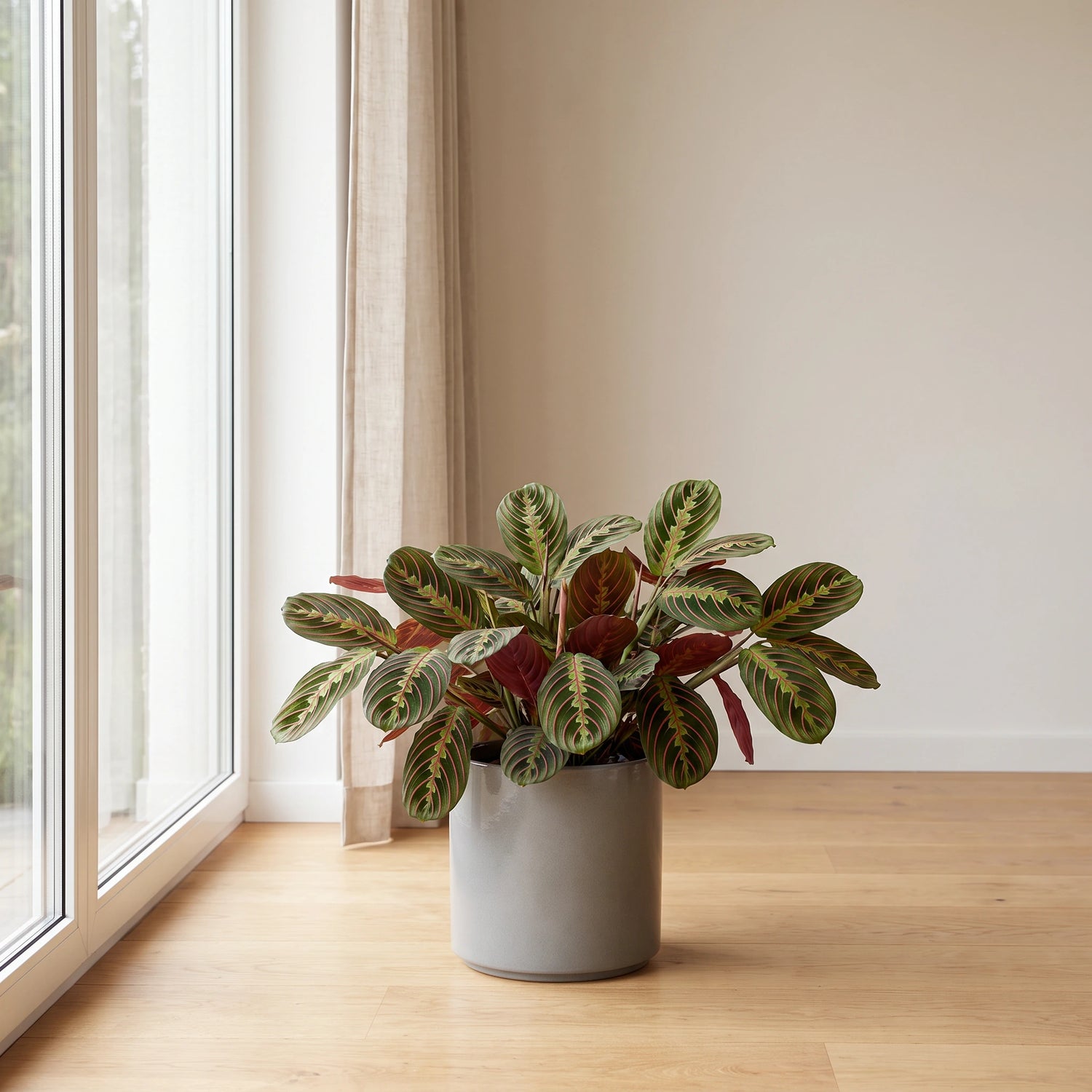 Maranta Leuconeura Fascinator am hellen Fenster – idealer Standort