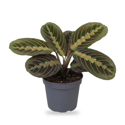 Maranta Fascinator Tricolor Babypflanze im grauen Ø-6-cm-Anzuchttopf im Lieferzustand