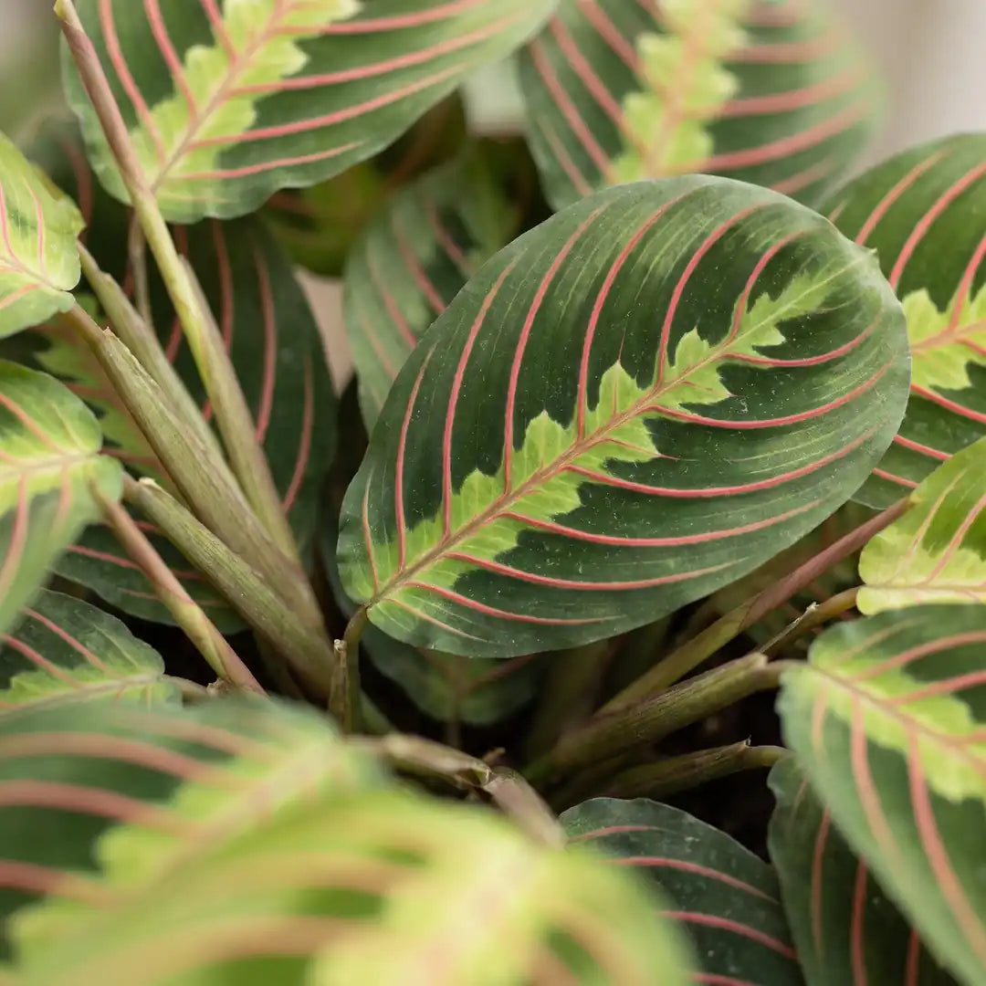 Blatt der Maranta Fascinator Tricolor in Nahaufnahme mit roten Adern und lindgrüner Fischgrätenzeichnung
