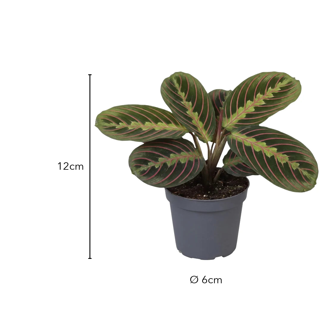 Größe Maranta Fascinator Tricolor: 12cm, Topf Ø 6cm