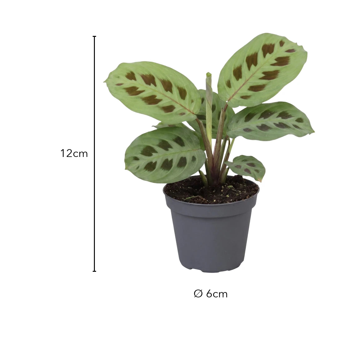 Größe Kaninchenfußpflanze: 12 cm, Topf Ø 6 cm