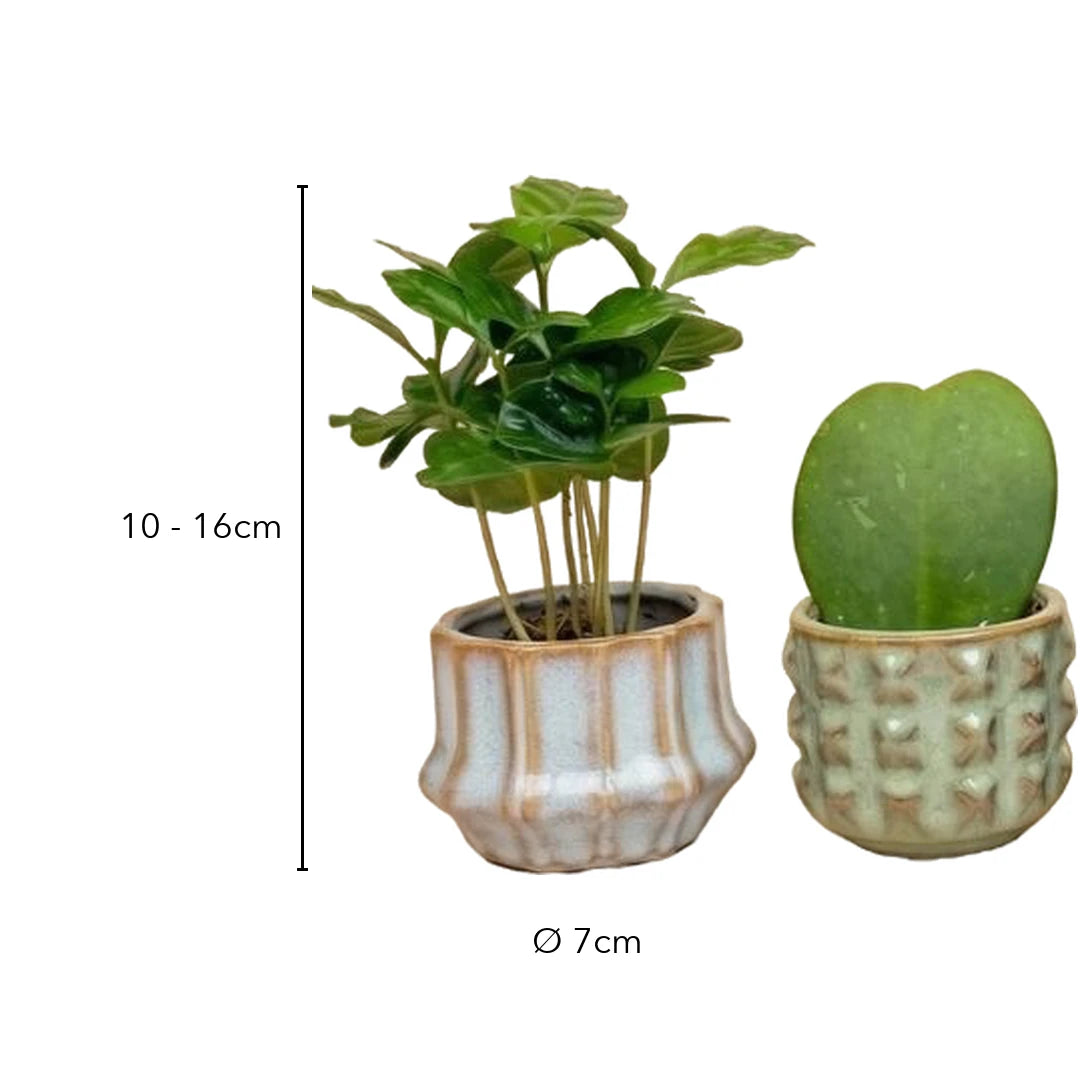 Größe Mini Pflanzen Set: 10 bis 16 cm mit Topf, Keramiktopf Ø 7 cm