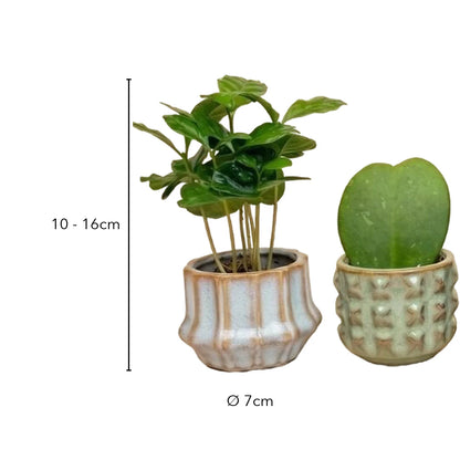 Größe Mini Pflanzen Set: 10 bis 16 cm mit Topf, Keramiktopf Ø 7 cm
