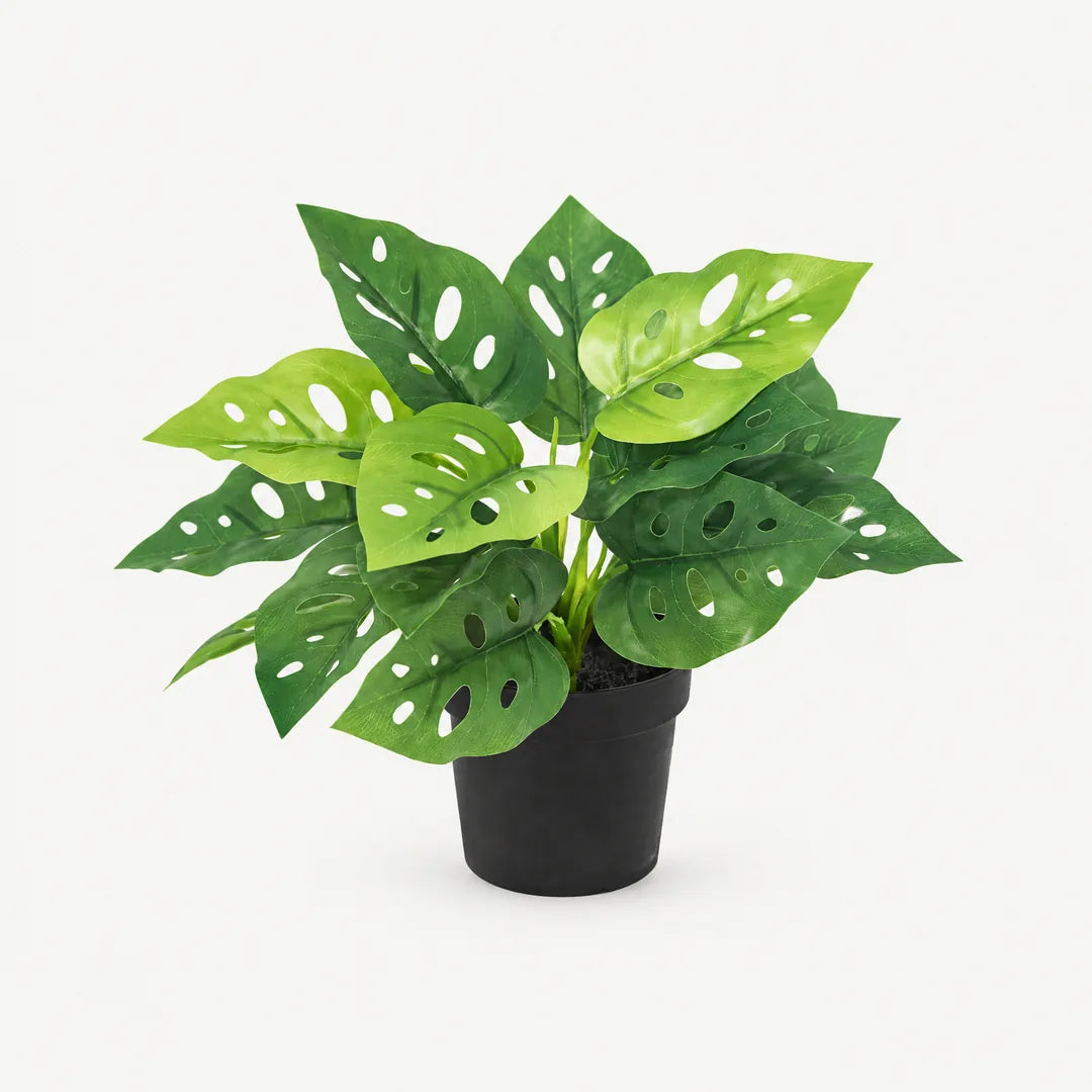 Künstliche Monstera mit gelochten Blättern im schwarzen Topf vor hellem Hintergrund