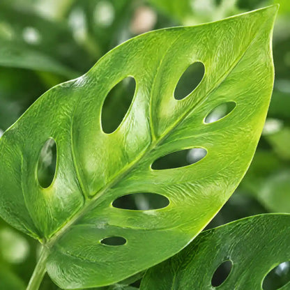 Nahaufnahme eines gelochten Blatts der künstlichen Monstera
