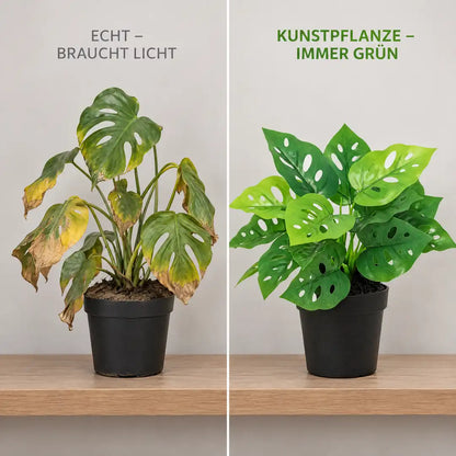 Vergleich: verwelkte echte Monstera neben der künstlichen Monstera