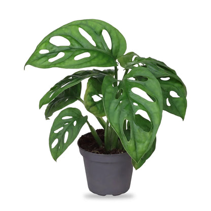 Monstera adansonii Jungpflanze im grauen 6-cm-Anzuchttopf, freigestellt