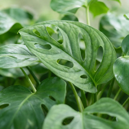 Nahaufnahme eines gesteppten Blatts der Monstera adansonii mit ovalen Löchern