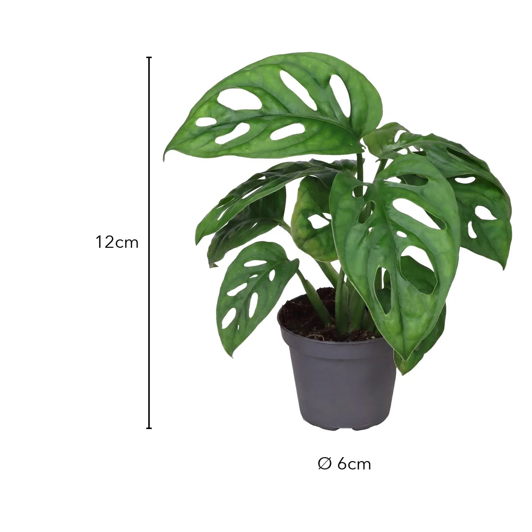 Größe Monstera adansonii: 12cm, Topf Ø 6cm