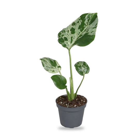 Monstera Bulbasaur Jungpflanze im grauen 6-cm-Anzuchttopf, freigestellt