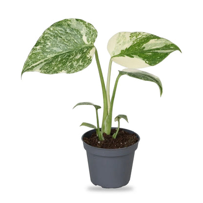 Monstera Creme Brûlée Jungpflanze im grauen 6-cm-Anzuchttopf, freigestellt