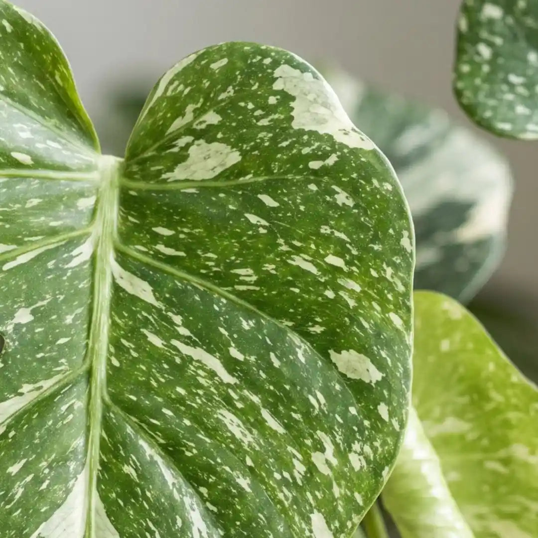 Nahaufnahme eines Monstera-Blatts mit cremeweißer Marmorierung