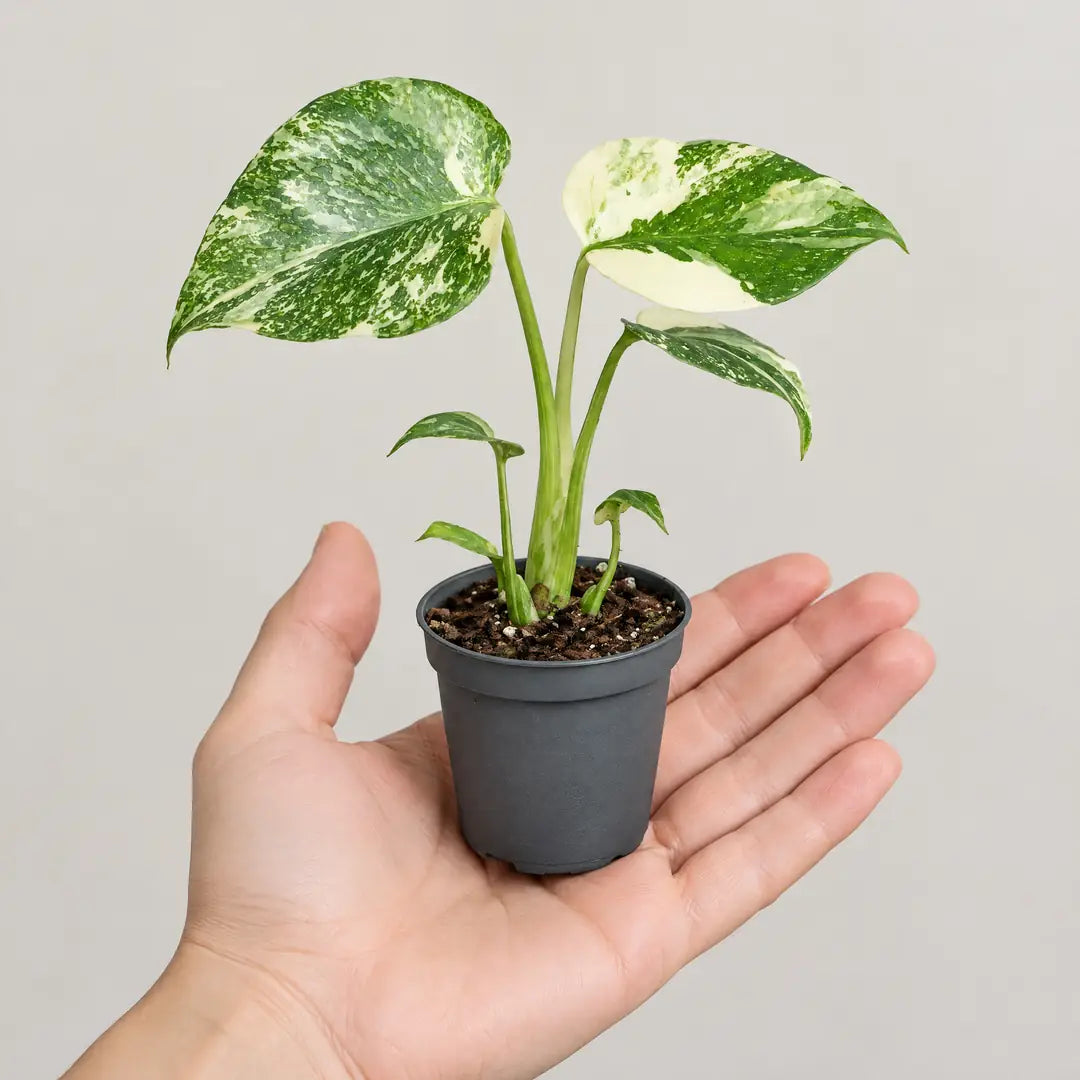 Monstera Creme Brûlée im 6-cm-Topf auf einer Handfläche als Größenvergleich