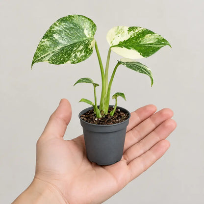 Monstera Creme Brûlée im 6-cm-Topf auf einer Handfläche als Größenvergleich