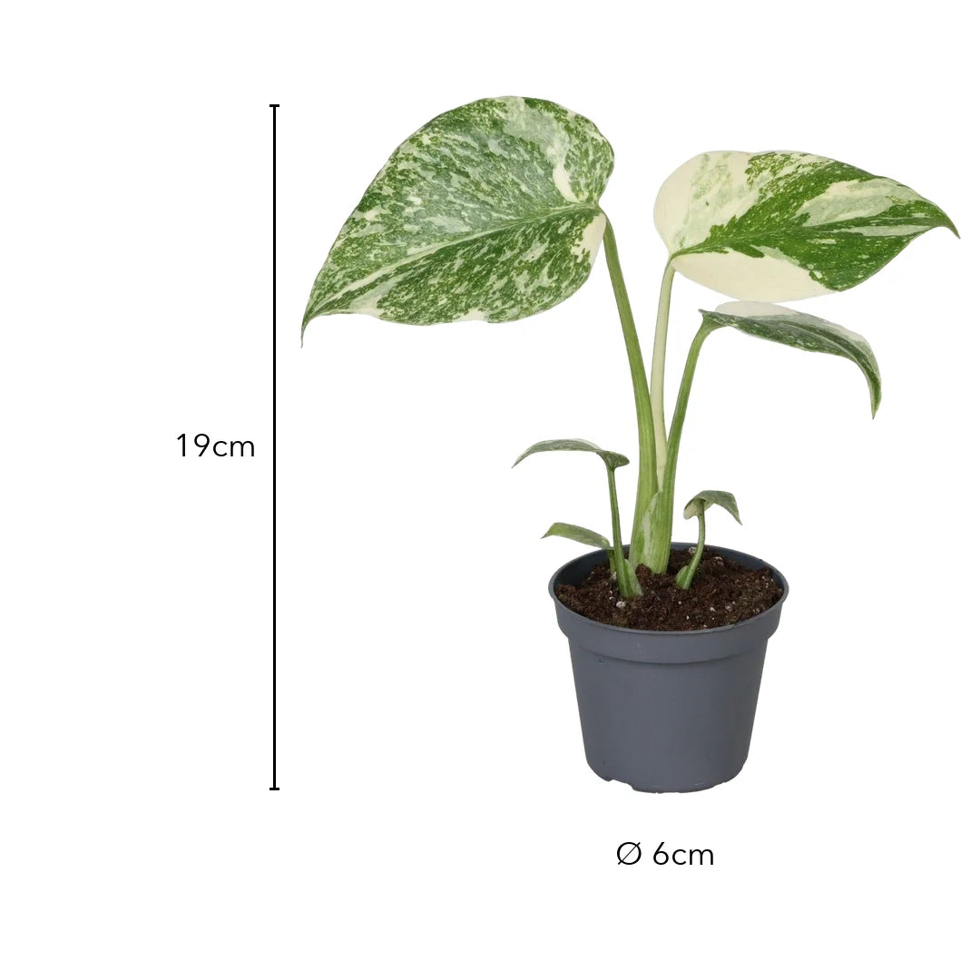 Größe Monstera Creme Brûlée: 19cm mit Topf, Topf Ø 6cm