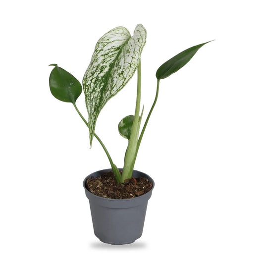 Monstera Devil Monster Jungpflanze im grauen 6-cm-Anzuchttopf, freigestellt