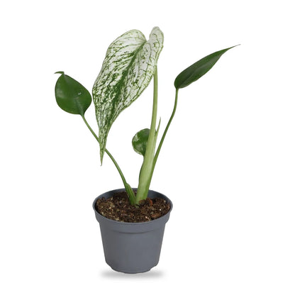 Monstera Devil Monster Jungpflanze im grauen 6-cm-Anzuchttopf, freigestellt