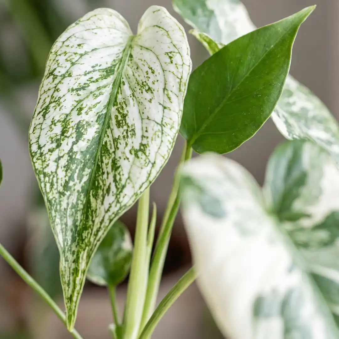 Nahaufnahme des weiß-grün gesprenkelten Blatts der Monstera Devil Monster