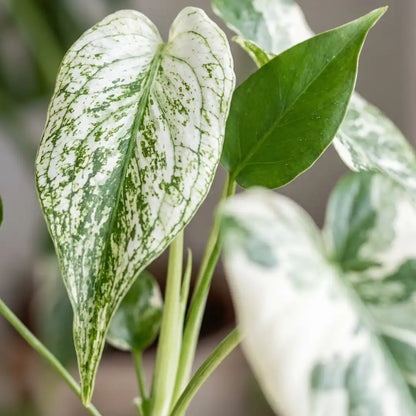 Nahaufnahme des weiß-grün gesprenkelten Blatts der Monstera Devil Monster