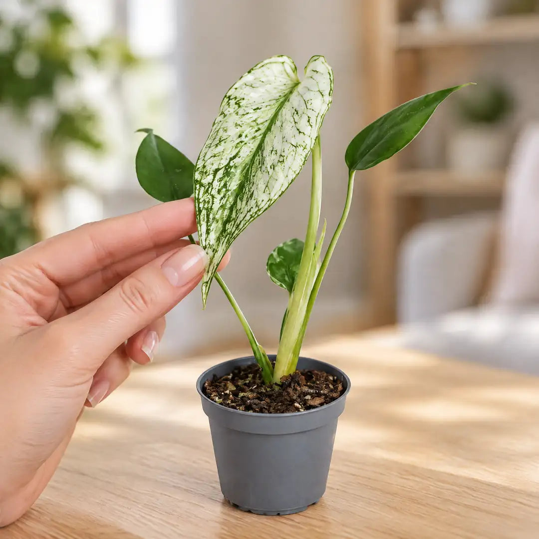 Hand hält das panaschierte Blatt der Monstera Devil Monster