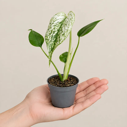 Monstera Devil Monster im 6-cm-Topf auf einer Handfläche als Größenvergleich