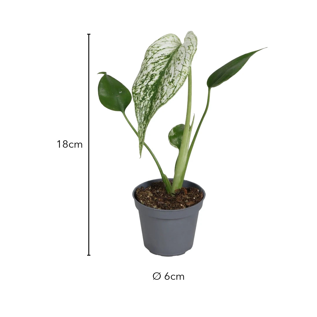 Größe Monstera Devil Monster: 18cm, Topf Ø 6cm