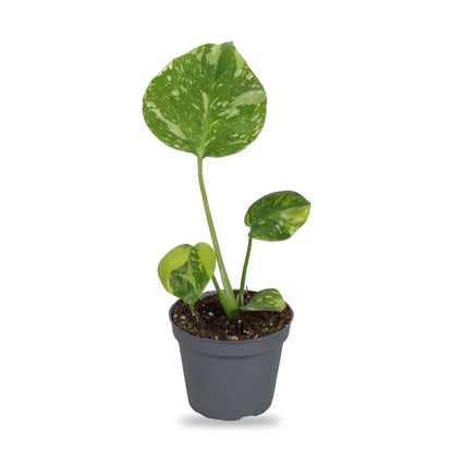 Monstera Electro Light Jungpflanze im grauen 6-cm-Anzuchttopf, freigestellt