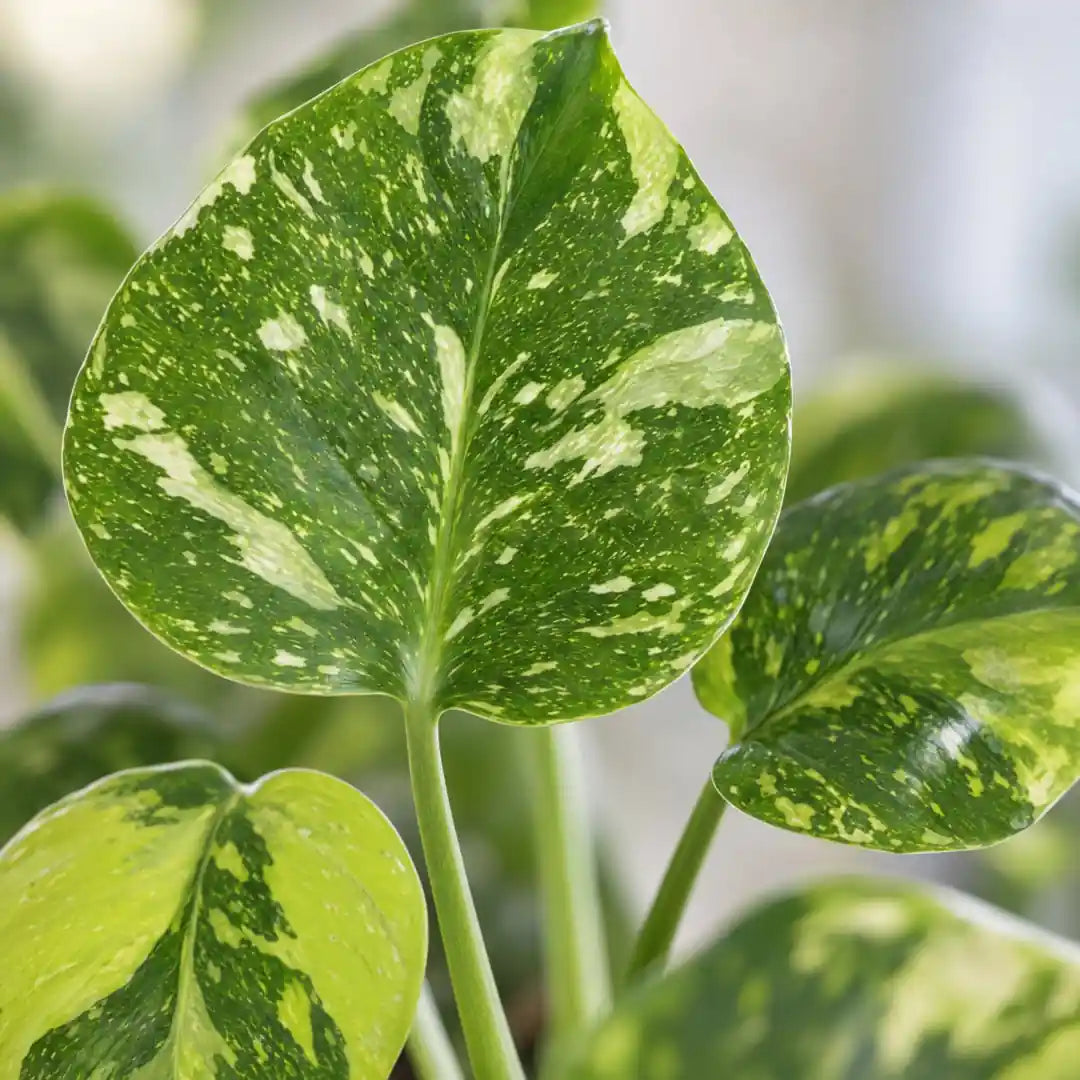 Nahaufnahme der gelbgrün marmorierten Blätter der Monstera Electro Light