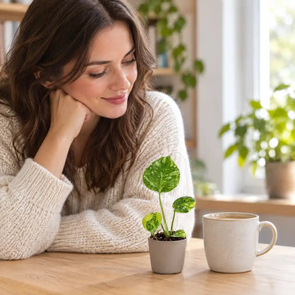 Frau betrachtet eine kleine Monstera Electro Light auf dem Tisch