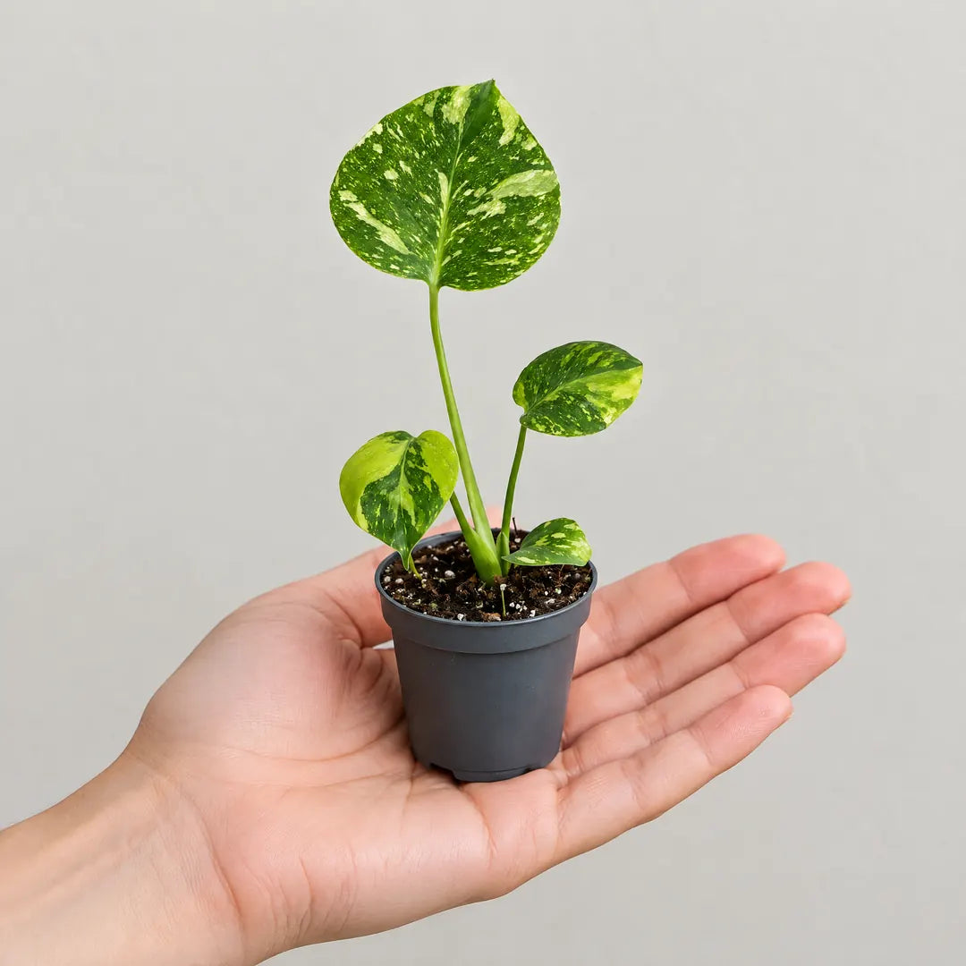 Monstera Electro Light im 6-cm-Topf auf einer Handfläche als Größenvergleich