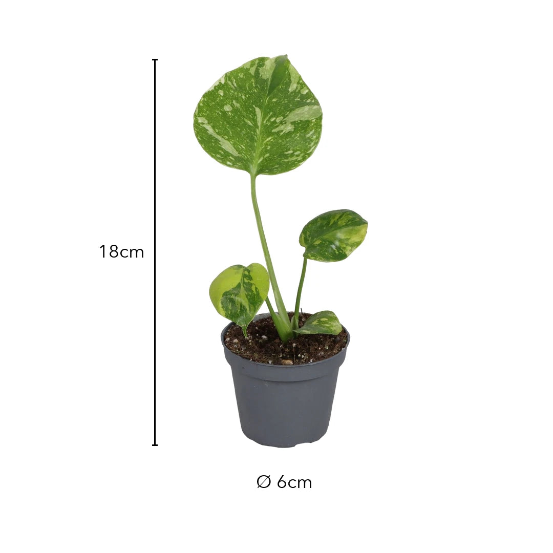 Größe Monstera Electro Light: 18cm, Topf Ø 6cm