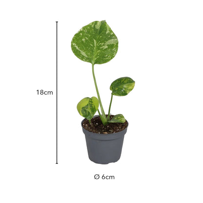 Größe Monstera Electro Light: 18cm, Topf Ø 6cm