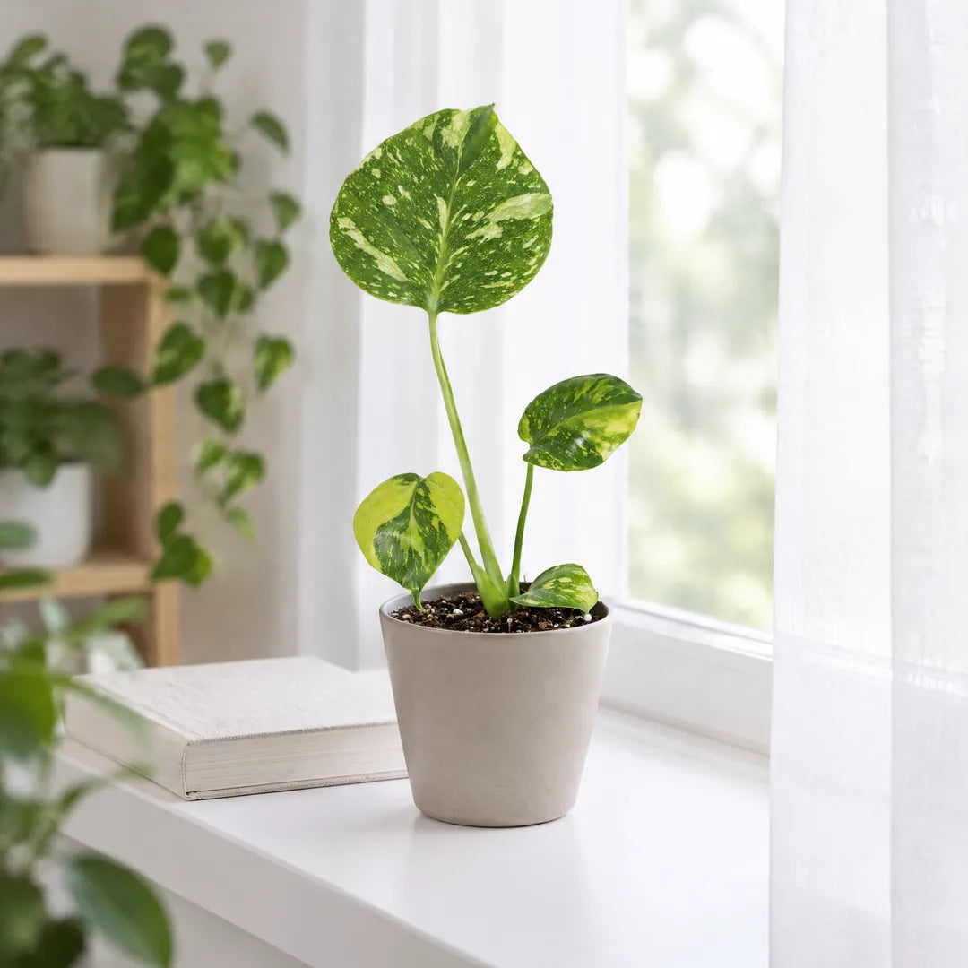 Monstera Electro Light auf einer hellen Fensterbank hinter einem weißen Vorhang