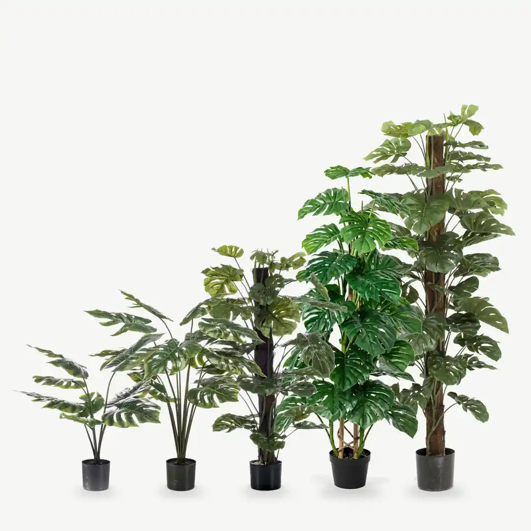 Künstliche Monstera in fünf Größen nebeneinander: 65, 95, 120, 125 und 180 cm im schwarzen Topf