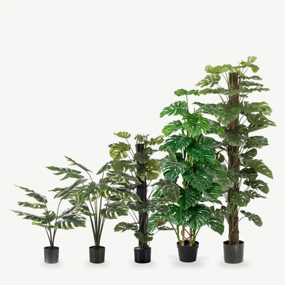 Künstliche Monstera in fünf Größen nebeneinander: 65, 95, 120, 125 und 180 cm im schwarzen Topf