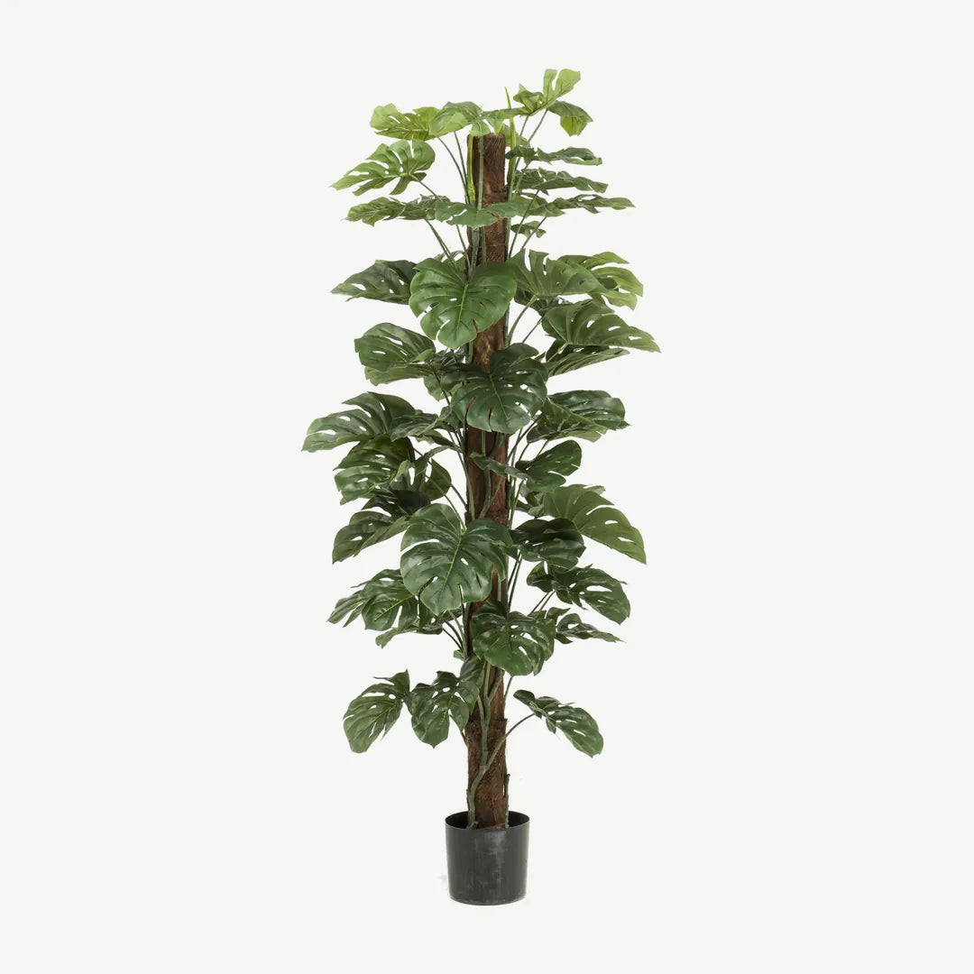 Künstliche Monstera 180 cm am Kokosstab im schwarzen Topf Ø 17 cm